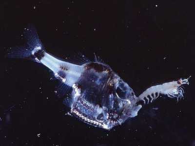 Mentre con la sua sagoma assolutamente inconfondibile che ricorda una mannaia c�� il pesce ascia (Argyropelecus hemigymnus), un essere dal manto metallico che emana una luce rosa e vive addirittura oltre i 1000 metri (Foto di Creative Commons Attribution-Share Alike 3.0)